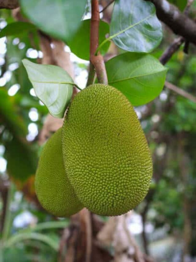 Surprising Health Benefits Of Jackfruit You Need To Know